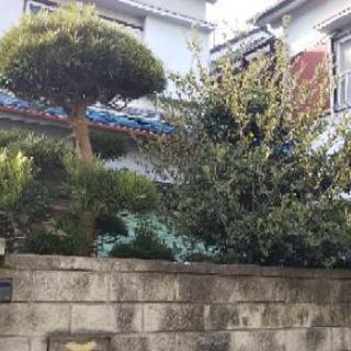 庭木 