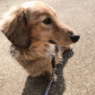 ミニチュアダックス♂11才🐕可愛がってくれる里親さん募集
