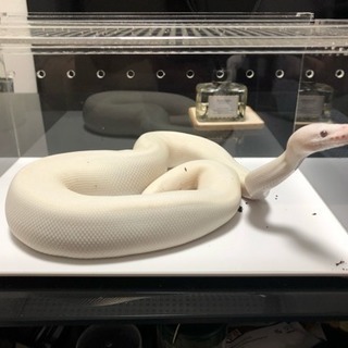 爬虫類好きの友達探してます - 友達