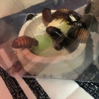 爬虫類好きの友達探してます - 岡崎市