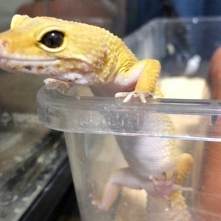 爬虫類好きの友達探してます