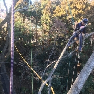 造園業　庭師　ガーデナー　ツリークライマー　アーボリスト　植木屋の画像
