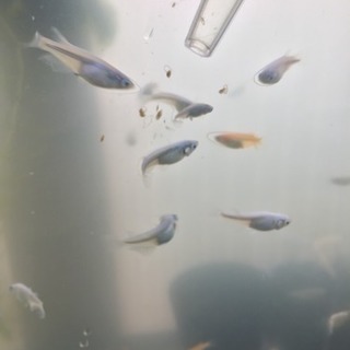 ミジンコ の画像