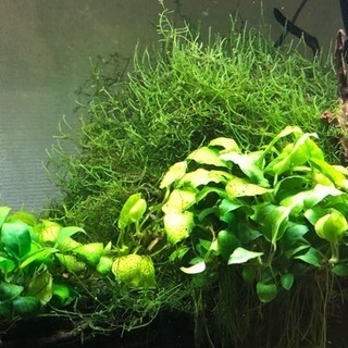 水草3点セット(熱帯魚水槽)生体