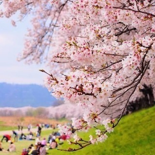 お花見しませんか？