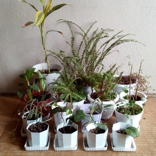 観葉植物15鉢差し上げます（無料）