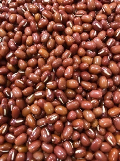 北海道産 えりも小豆 10kg