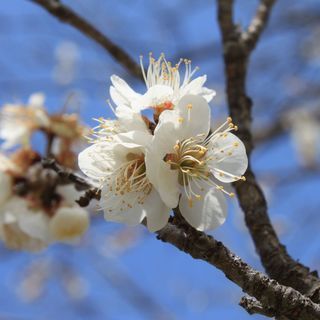[宮城]ダイエットのライン仲間募集！！