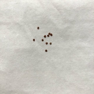 ニカンドラ【種10粒】ハエ除けになるといわれる植物の画像