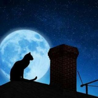 寂しがり猫