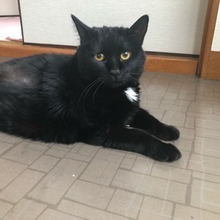 黒猫甘えん坊女の子♪推定2歳