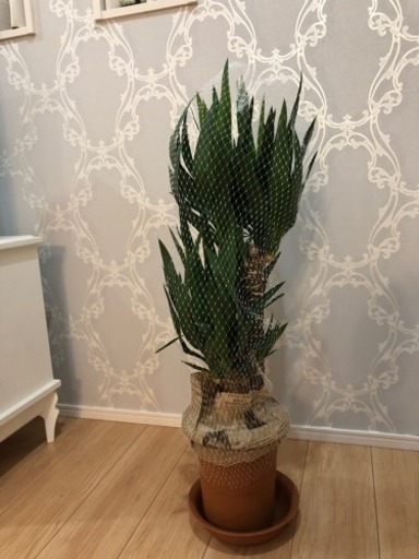 観葉植物