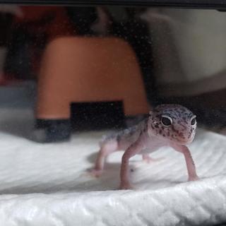 爬虫類カフェに行きたい