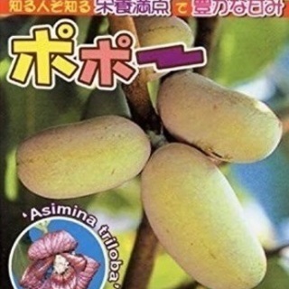 やすい農園【管理グリーン開発】植物販売　観光農園　陶芸体験　雑貨販売 − 鹿児島県