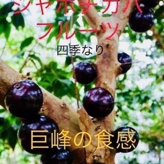 やすい農園【管理グリーン開発】植物販売　観光農園　陶芸体験　雑貨販売 - 剪定/造園