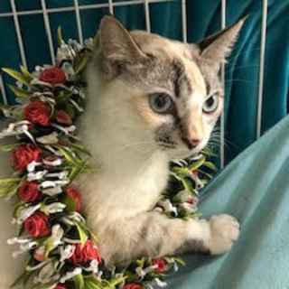 美人三毛猫・あま美ちゃん