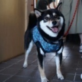 犬友達