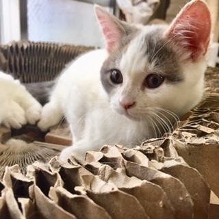 マンチカンの子猫♪