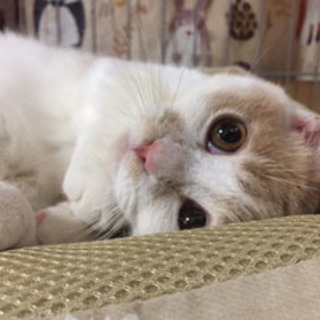 11月7日生まれ☆ミヌエット♪
