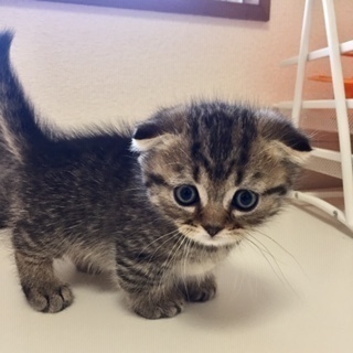 2月４日生まれ　ミヌエットの子猫ちゃん♪