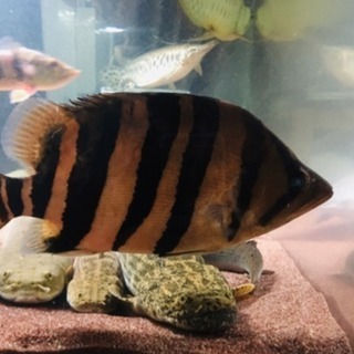 ダトニオ プラスワン +25cm