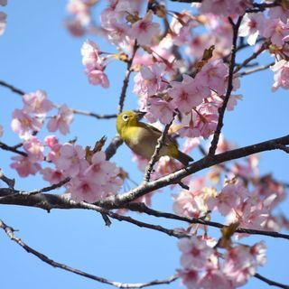 カメラ仲間募集 − 福島県