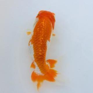 【紅白系】らんちゅう(金魚)1匹