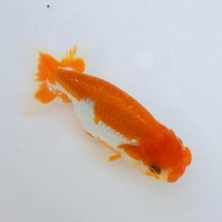 【紅白系】らんちゅう(金魚)1匹の画像