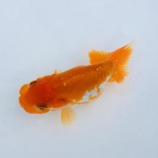 【紅白系】らんちゅう(金魚)1匹の画像