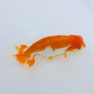 【紅白系】らんちゅう(金魚)1匹の画像