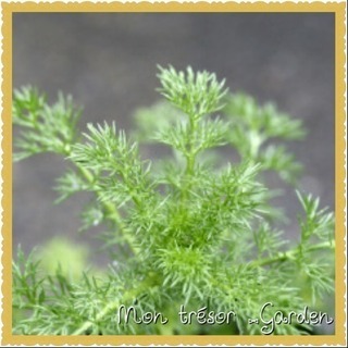 カモミール鉢ごと  三苗