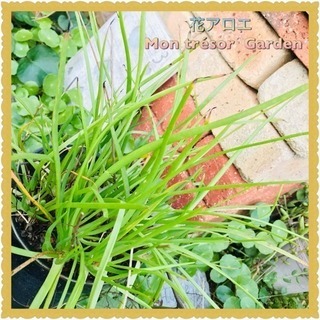 五本  花アロエ  植えっぱなし 手間いらずの画像