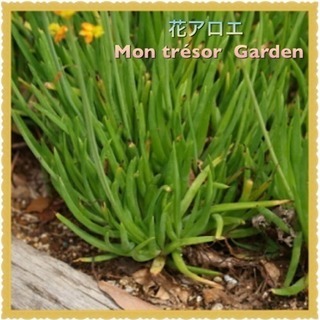 五本  花アロエ  植えっぱなし 手間いらずの画像