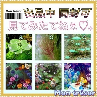 水草  3点セット