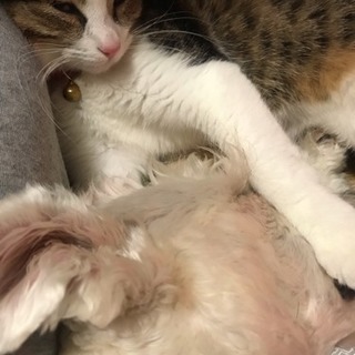 1歳未満の幼猫♀里親探しています