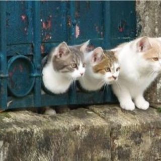 🗾LINE通and雑グルメンバーლ（´∀`ლ) ｶﾓｰﾝ