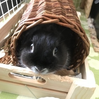 お優しい方にお譲りしたいです。