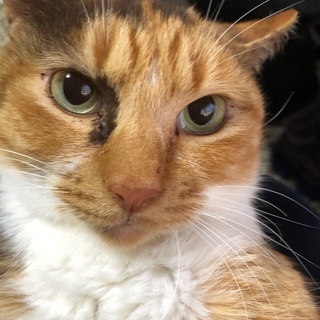 飼主さんまたは里親さん募集中のミーさん ジモティでのトライアル、...
