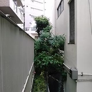 千葉・神奈川・東京23区にて、庭木の出張管理を致します