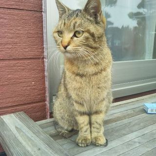 保護猫