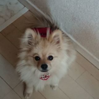 犬友を募集します。