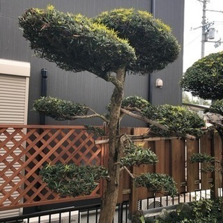 庭木 まき