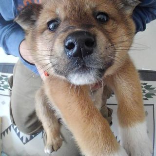 雑種　茶色メス　子犬