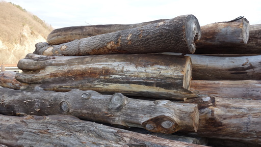 丸太　いいろいろ