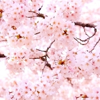 【3月31日（日）京都・円山公園 大規模 お花見婚活・恋活イベン...