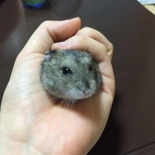 ゲージ・ウッドチップ付き ハムスターのジャンガリアン(ノーマル)...