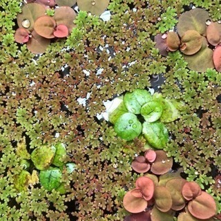 水草、浮草  アカウキクサ の画像