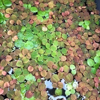 水草、浮草  フィランサス フルイタンスの画像