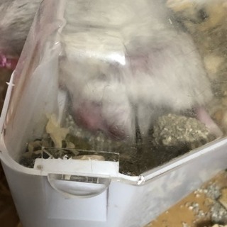 飼ってるジャンガリアンハムスターを病院へ連れていきたいのですが