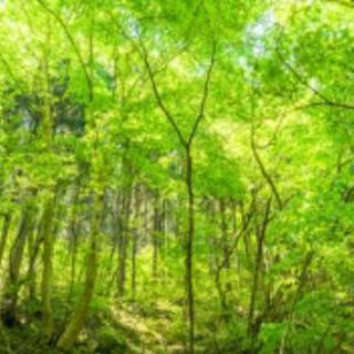 宝塚市山林４７００坪⭐1000万円→500万円‼️早い者勝ち‼️